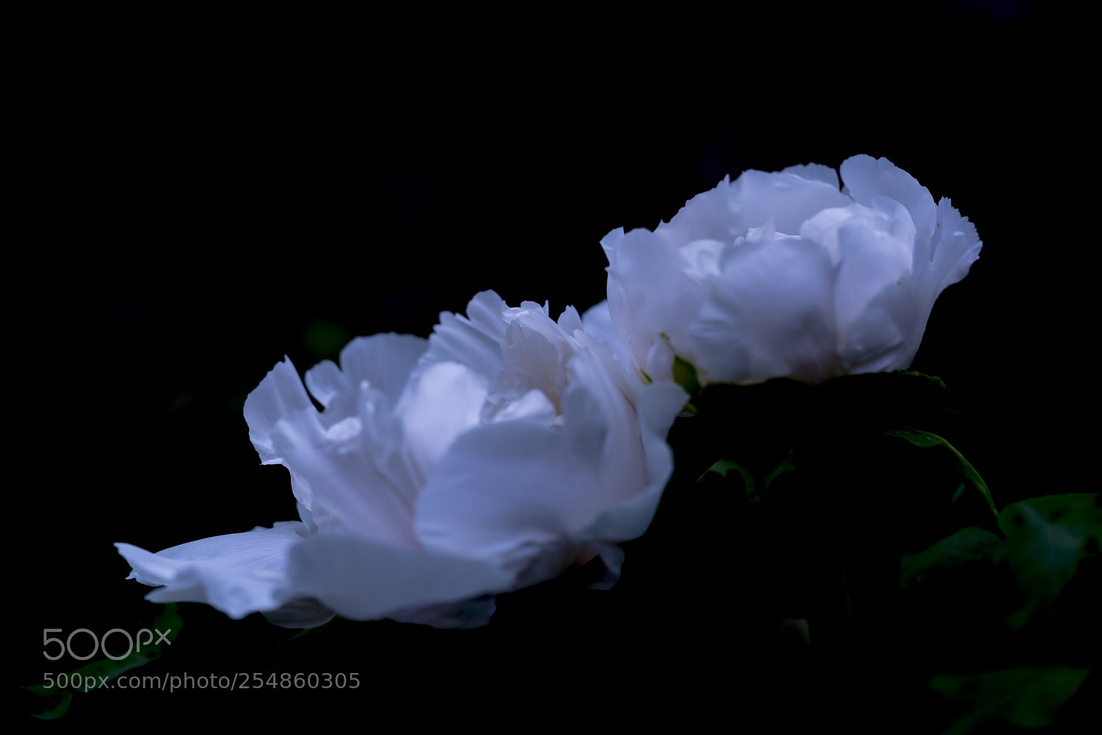 Sony a7R II sample photo. White flowers photography