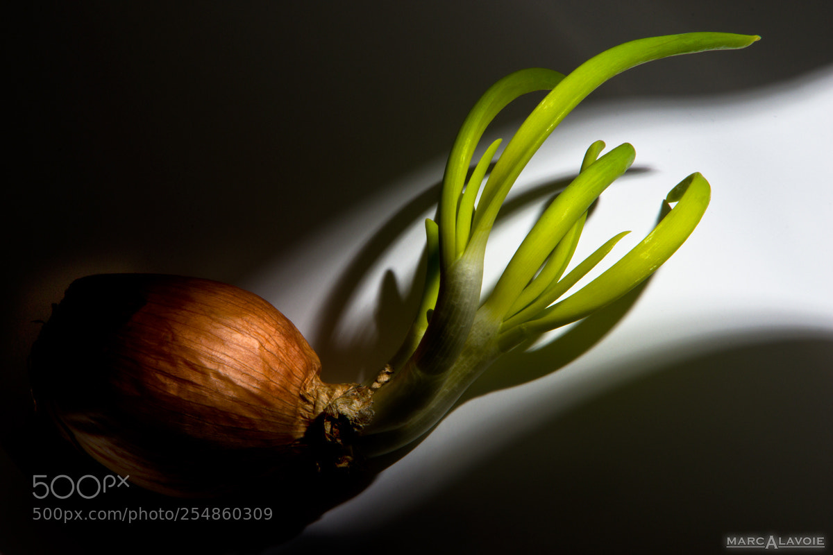 Pentax K-3 sample photo. Sprouting onion into the photography