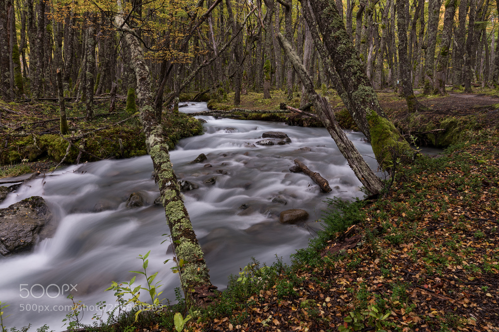 Canon EOS 5D Mark IV sample photo. Old forest photography