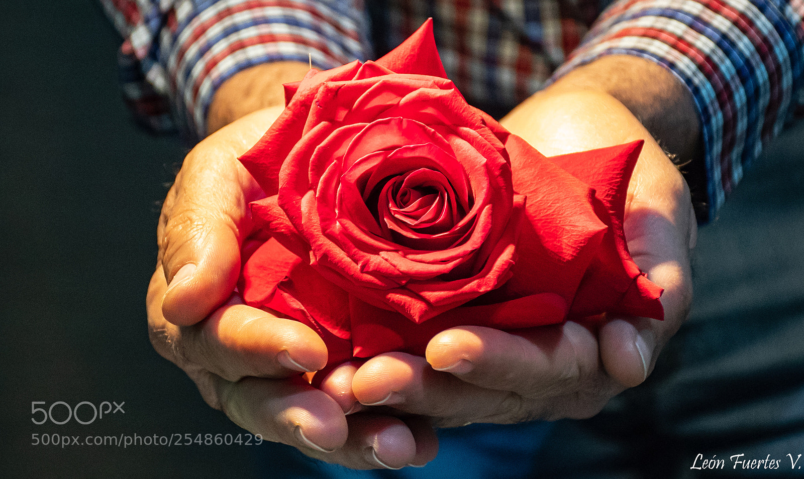 Nikon D7500 sample photo. Rosa de sant jordi photography