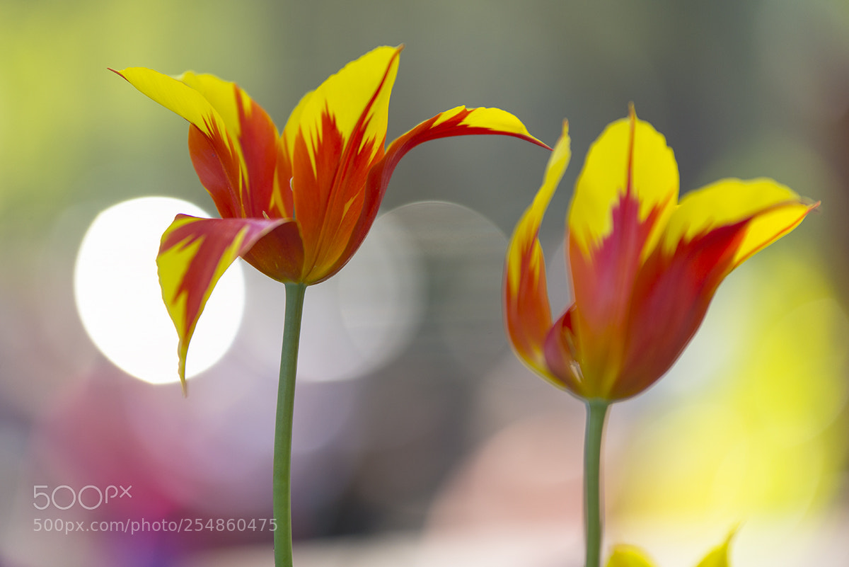 Nikon D610 sample photo. Tulips photography