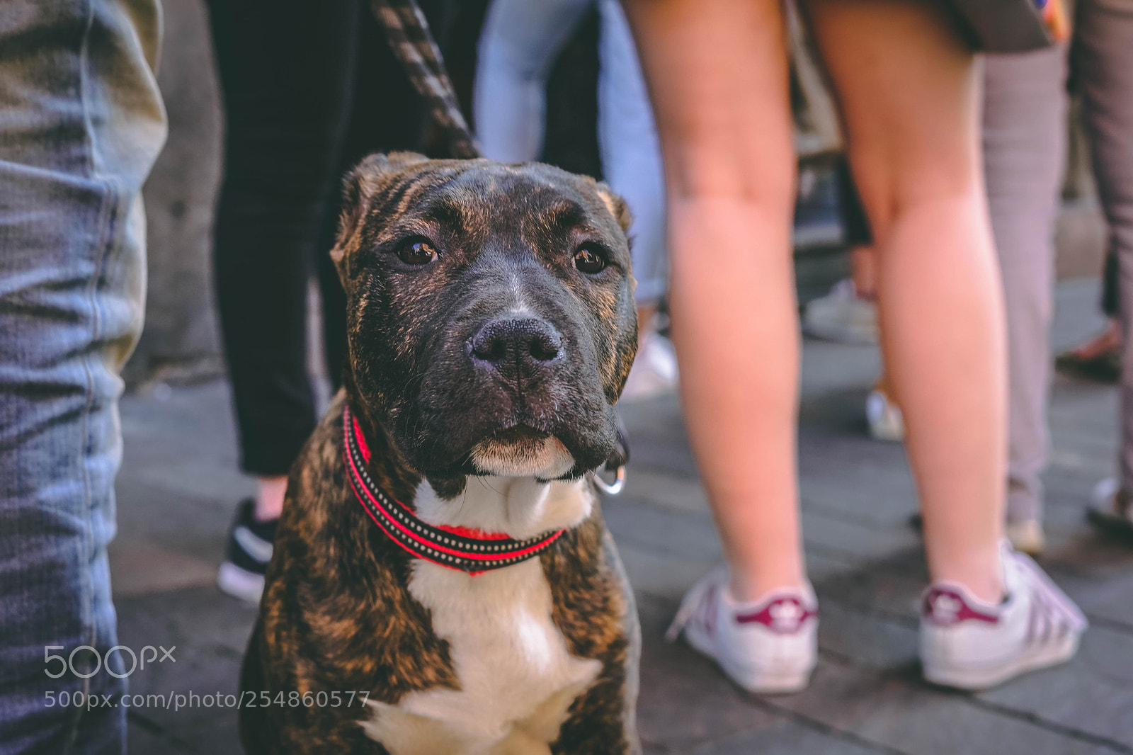 Sony a7 II sample photo. Pitbull portrait photography