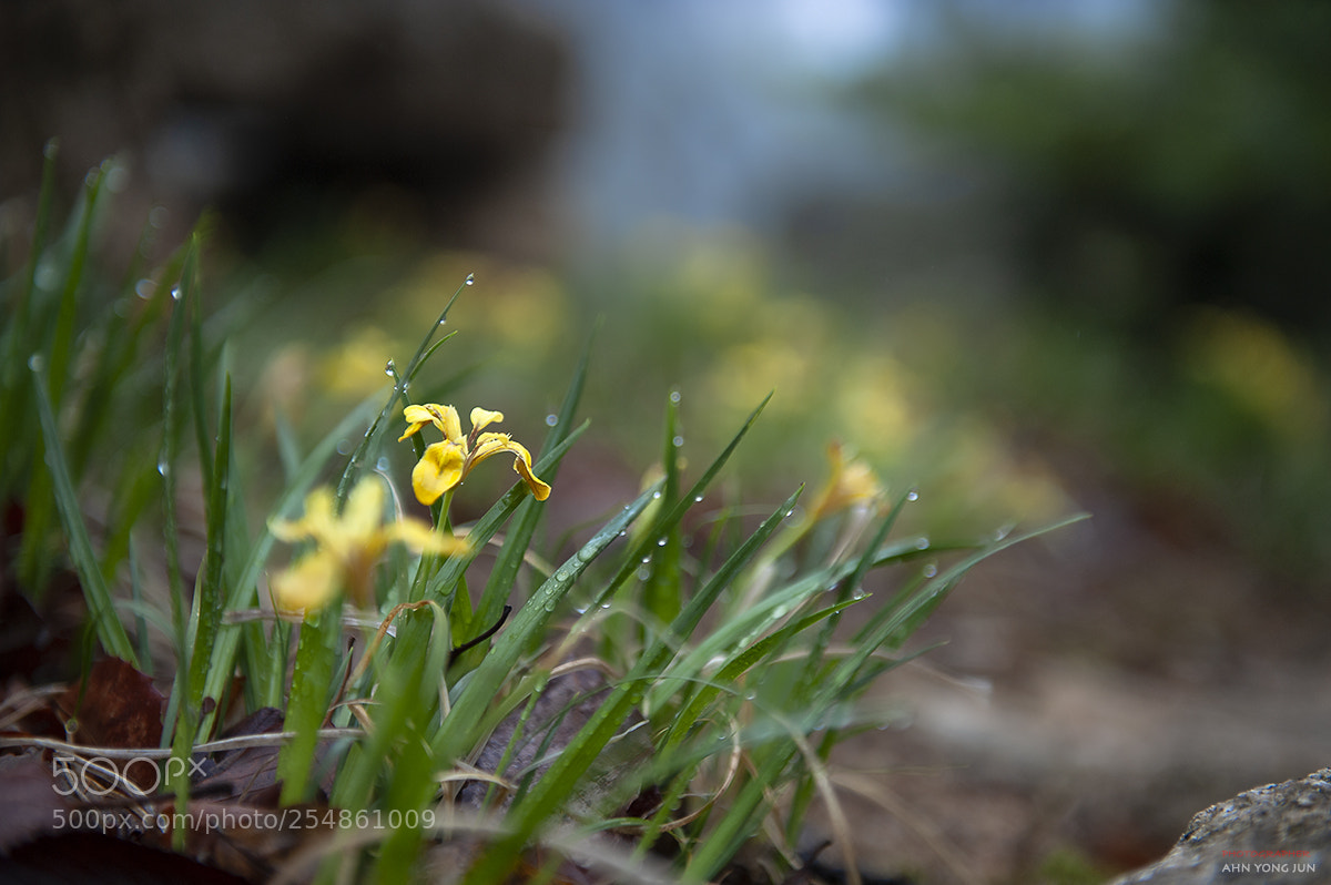 Nikon D3 sample photo. Golden iris photography