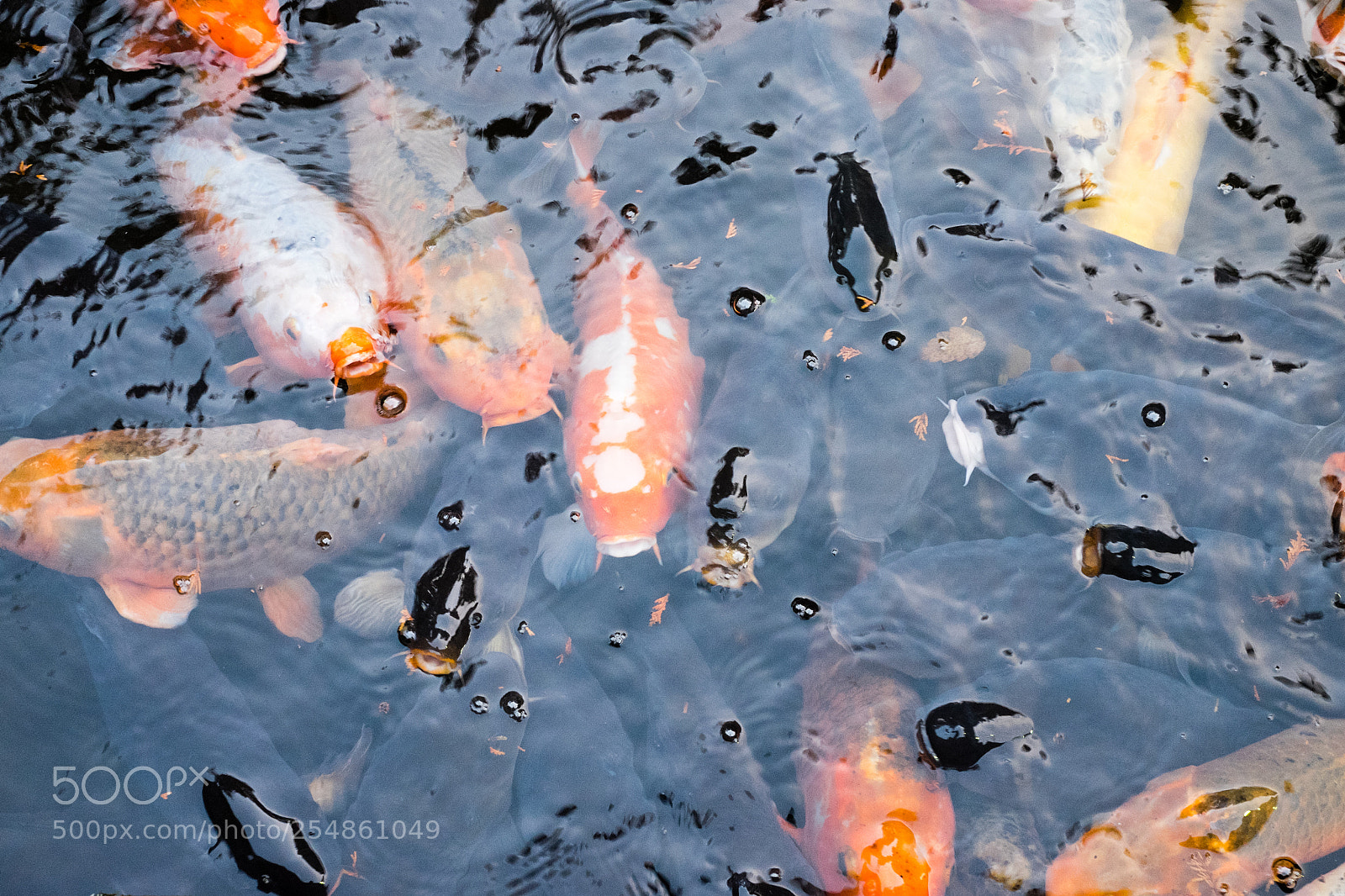 Fujifilm X-T1 sample photo. Koi carps in hakone photography