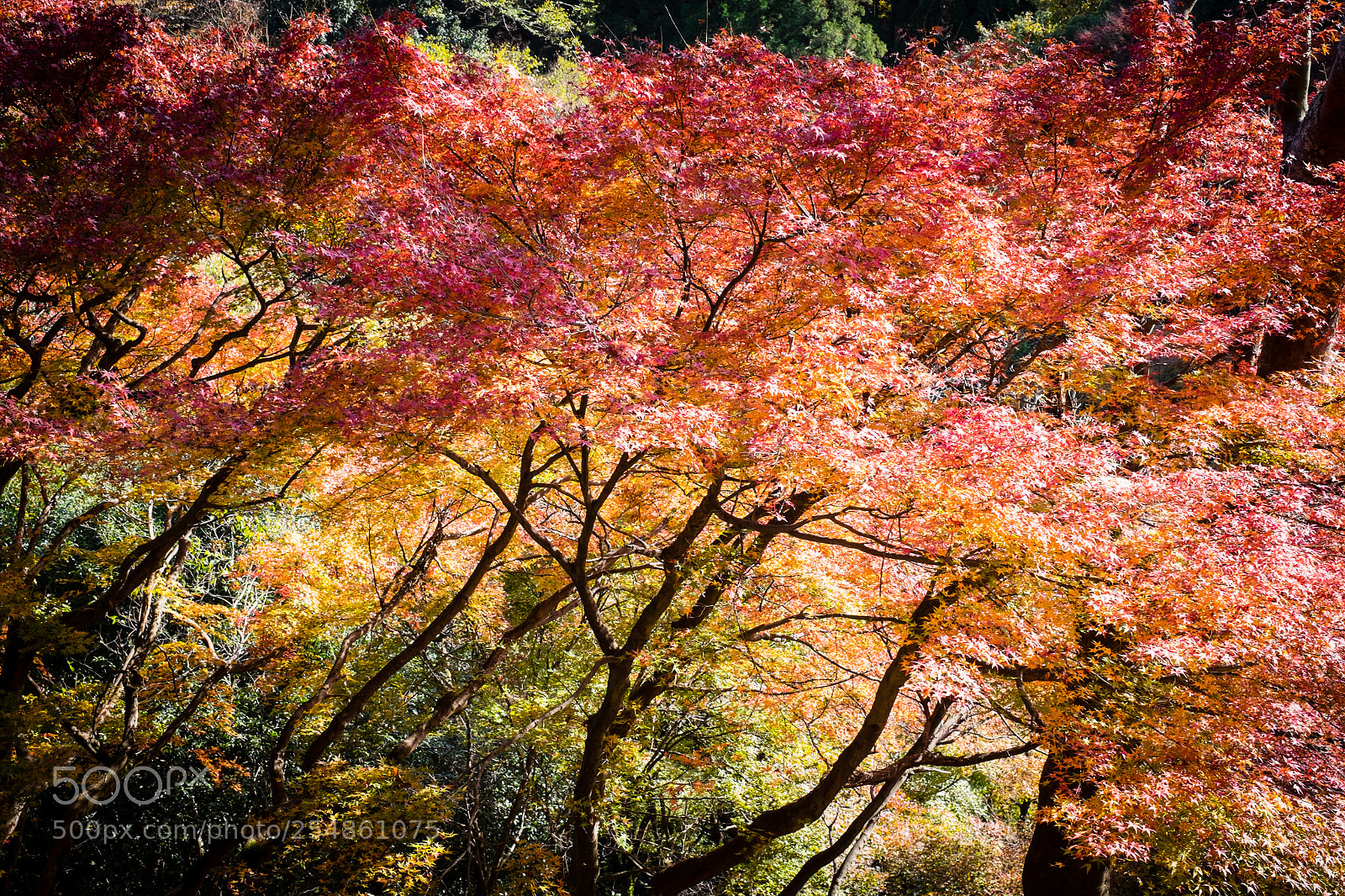 Fujifilm X-T1 sample photo. Iwatayama monkey park photography