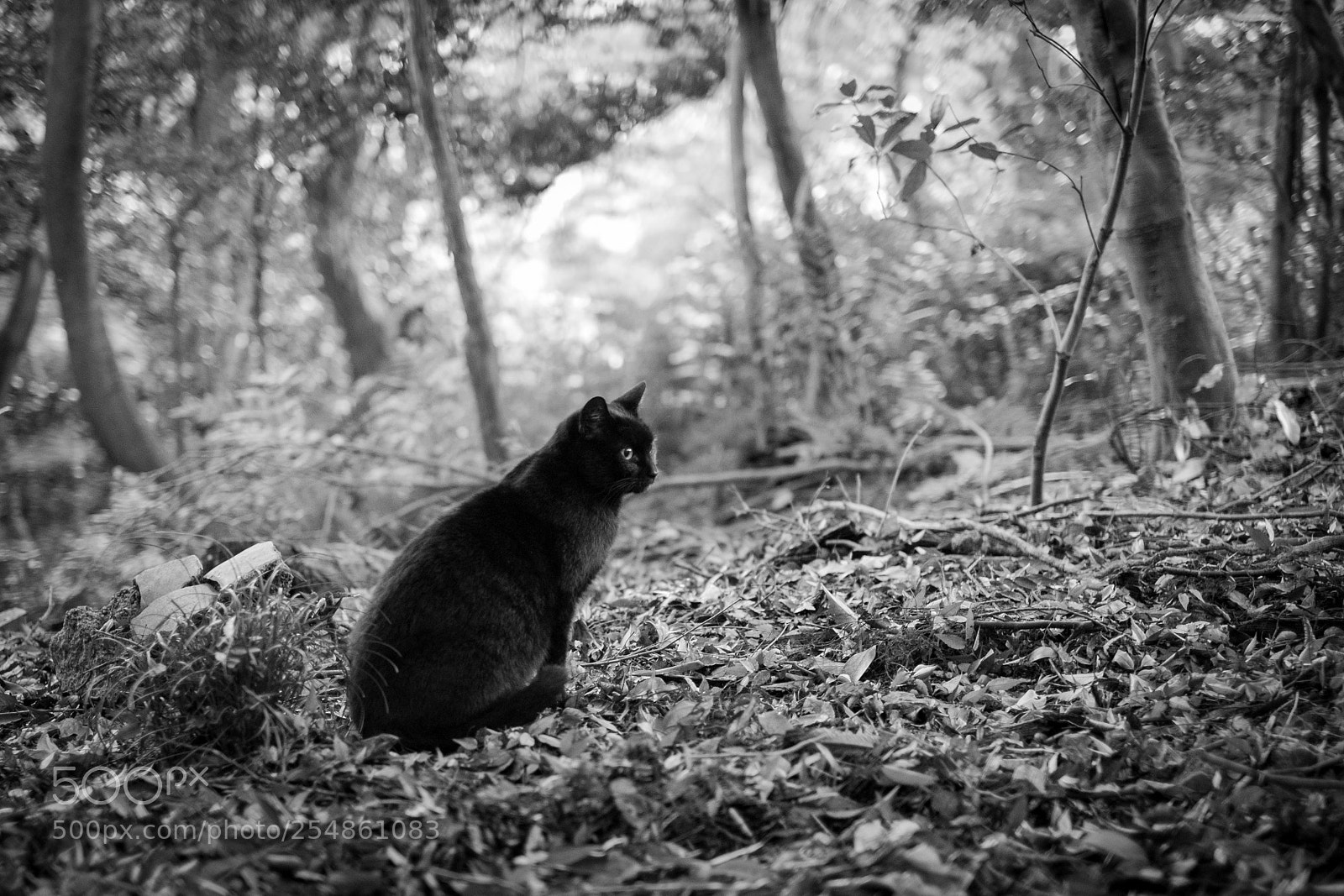 Fujifilm X-T1 sample photo. Cat in fushimi inari photography