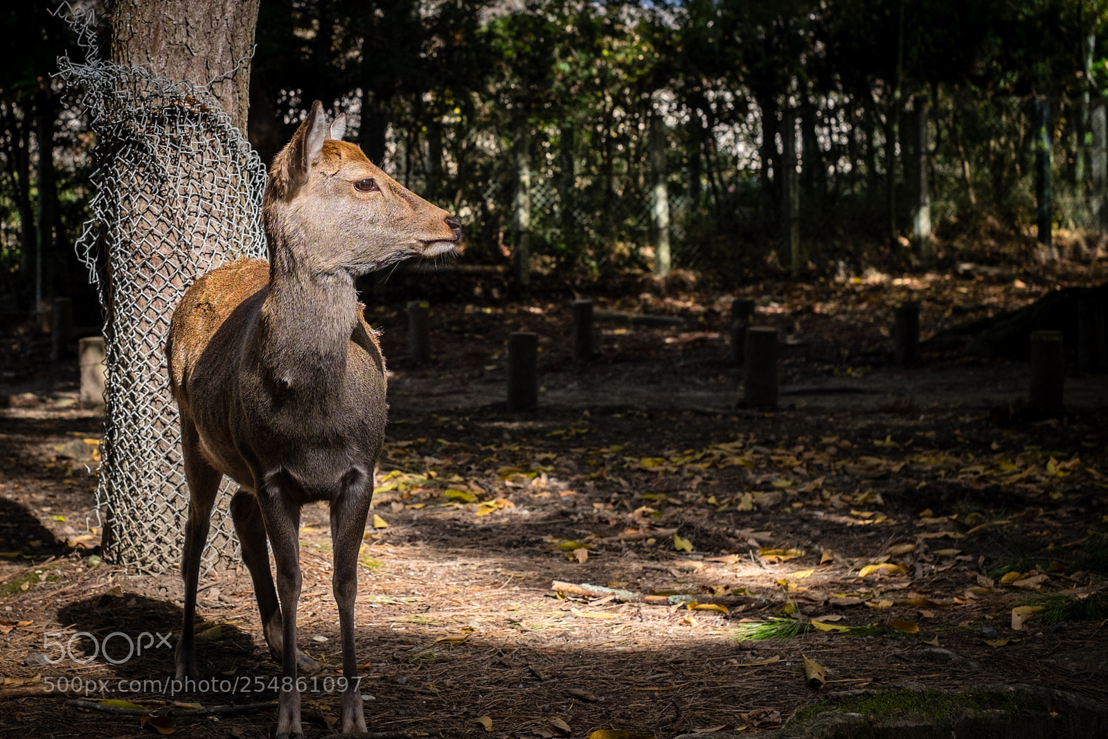 Fujifilm X-T1 sample photo. Deer in the shadow photography