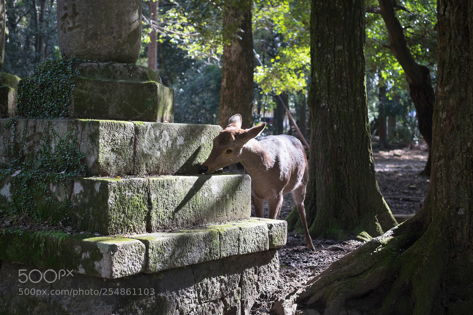 Fujifilm X-T1 sample photo. Deer in sacred place photography