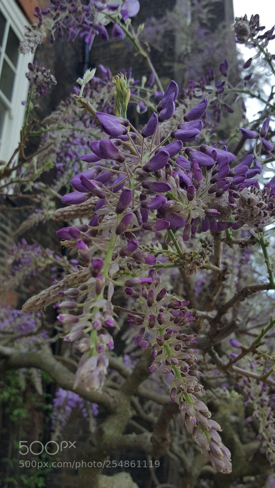 Samsung Galaxy S6 sample photo. Progression from fluffy buds photography