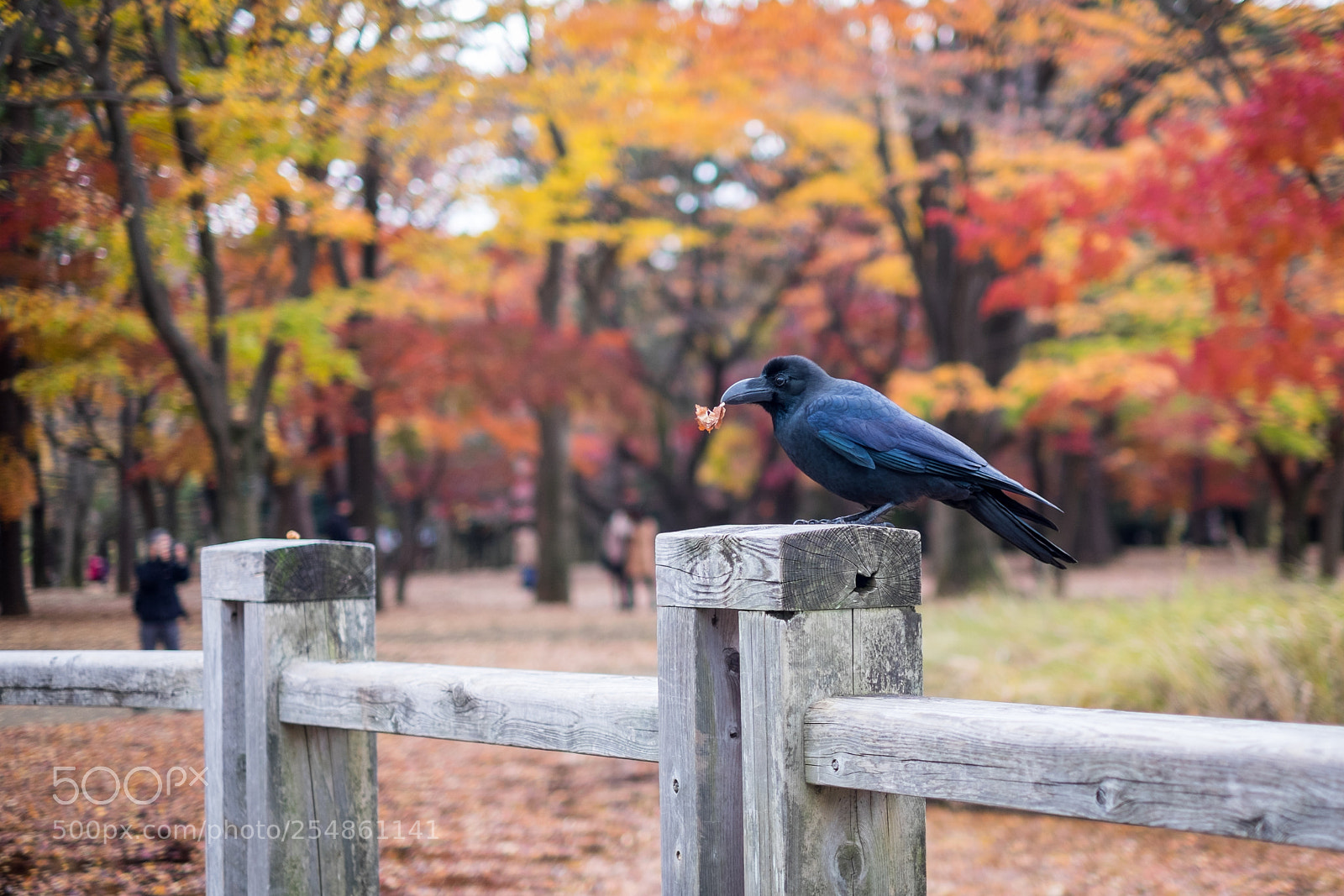 Fujifilm X-T1 sample photo. Found a leaf photography