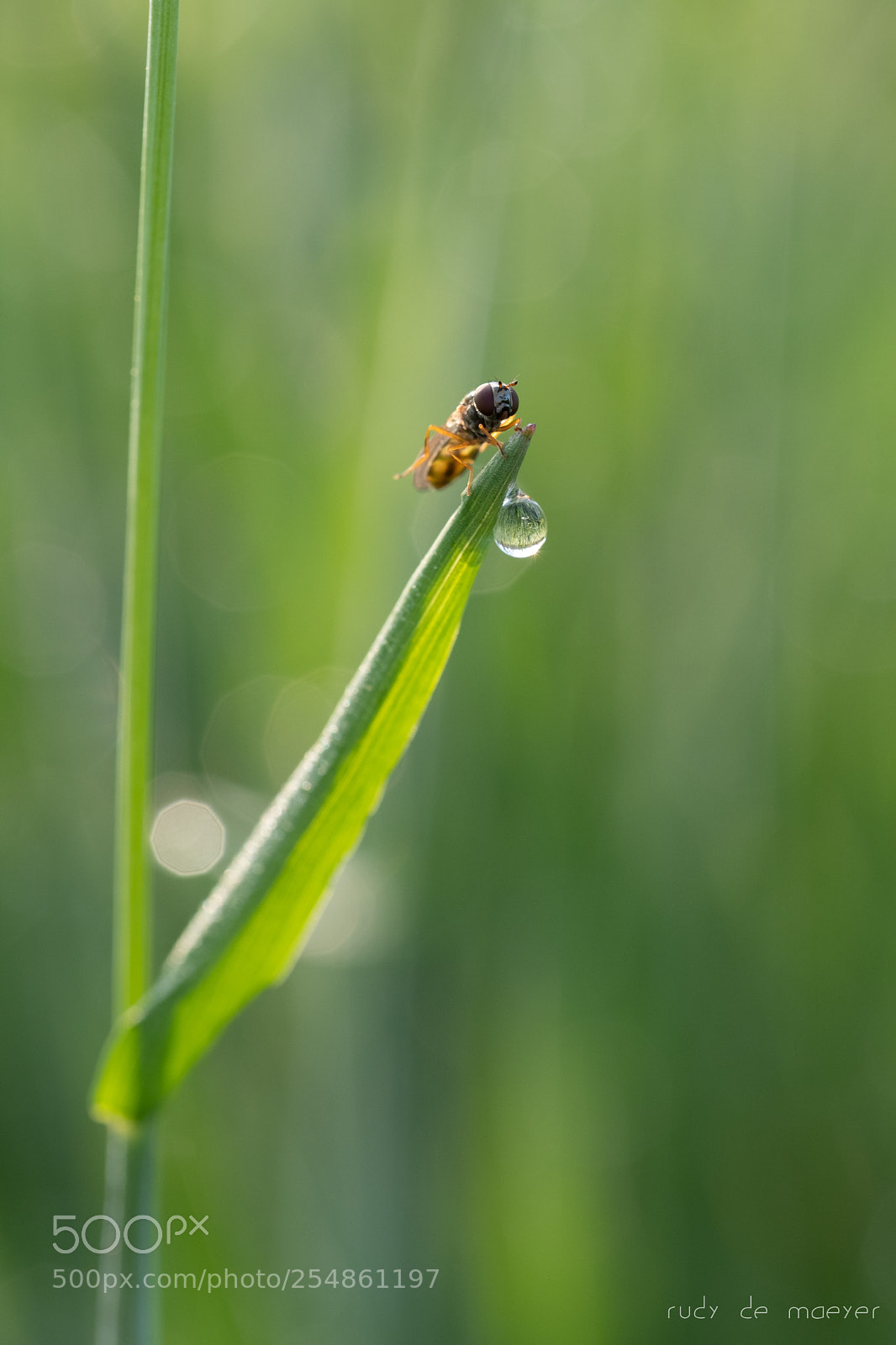 Fujifilm X-T2 sample photo. Spring reflection photography