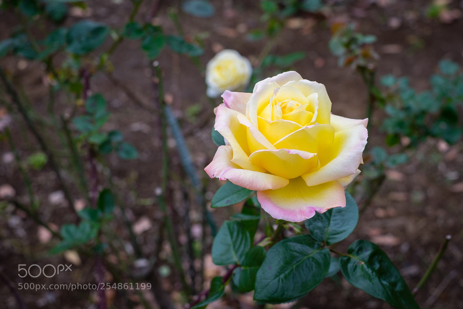 Fujifilm X-T1 sample photo. Yellow photography