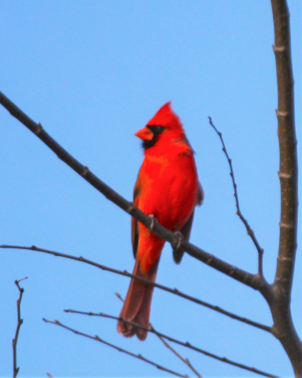 Nikon D5200 sample photo. Cardinal photography