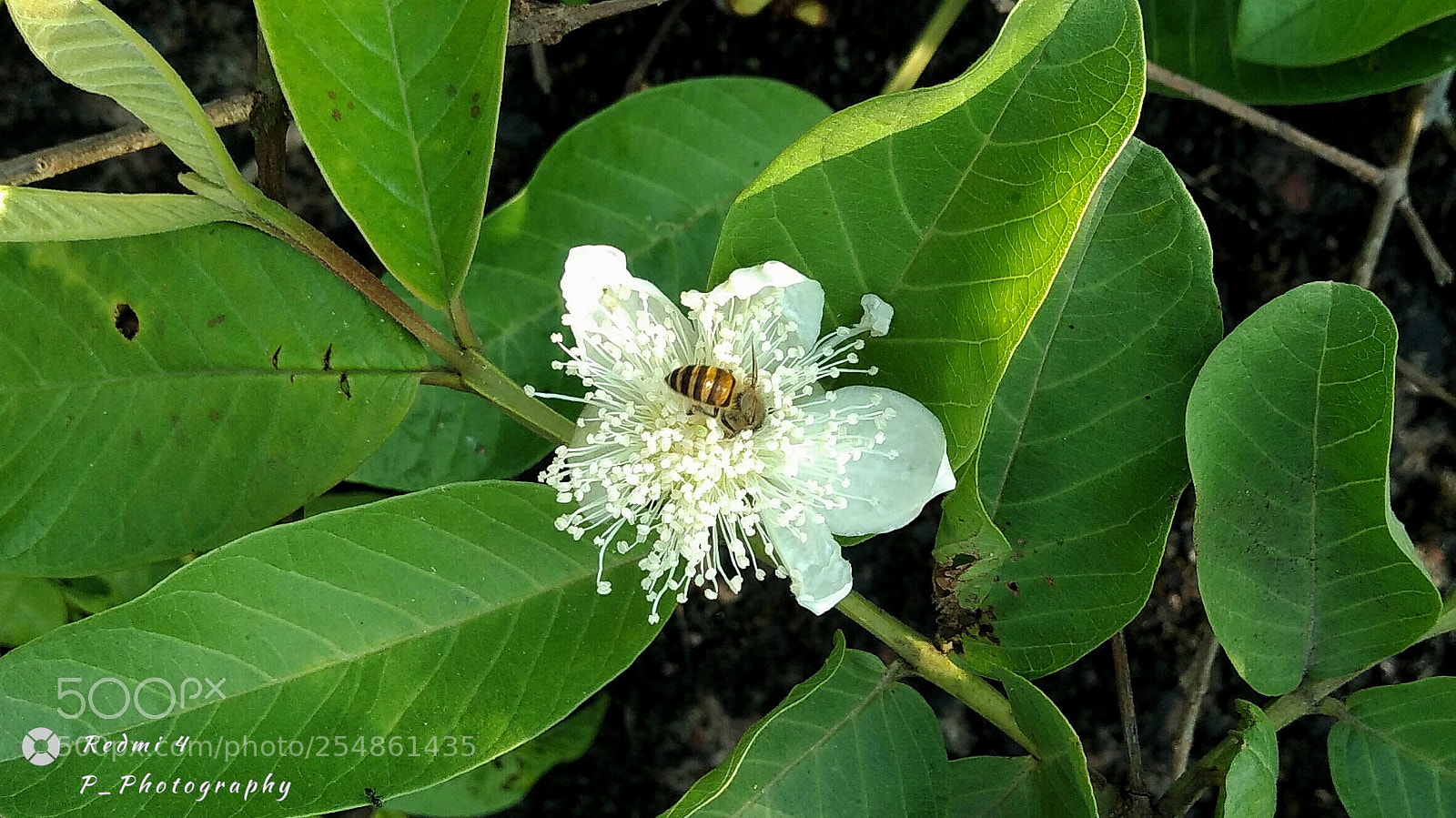 Xiaomi Redmi 4 Pro sample photo. Bee on top_ photography