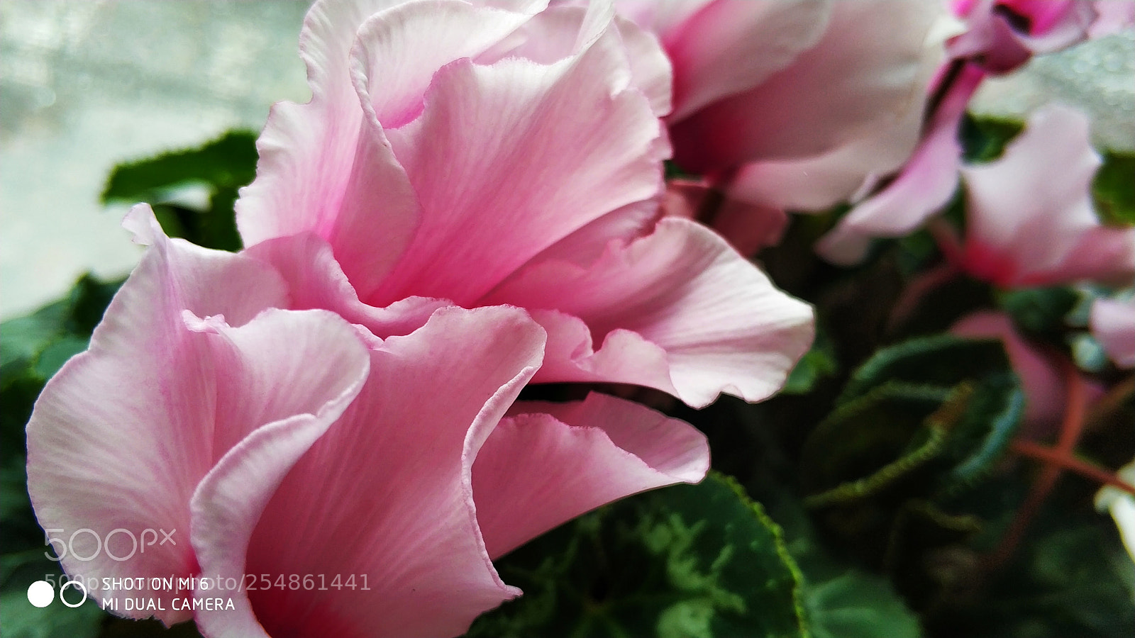 Xiaomi MI6 sample photo. Untitled photography