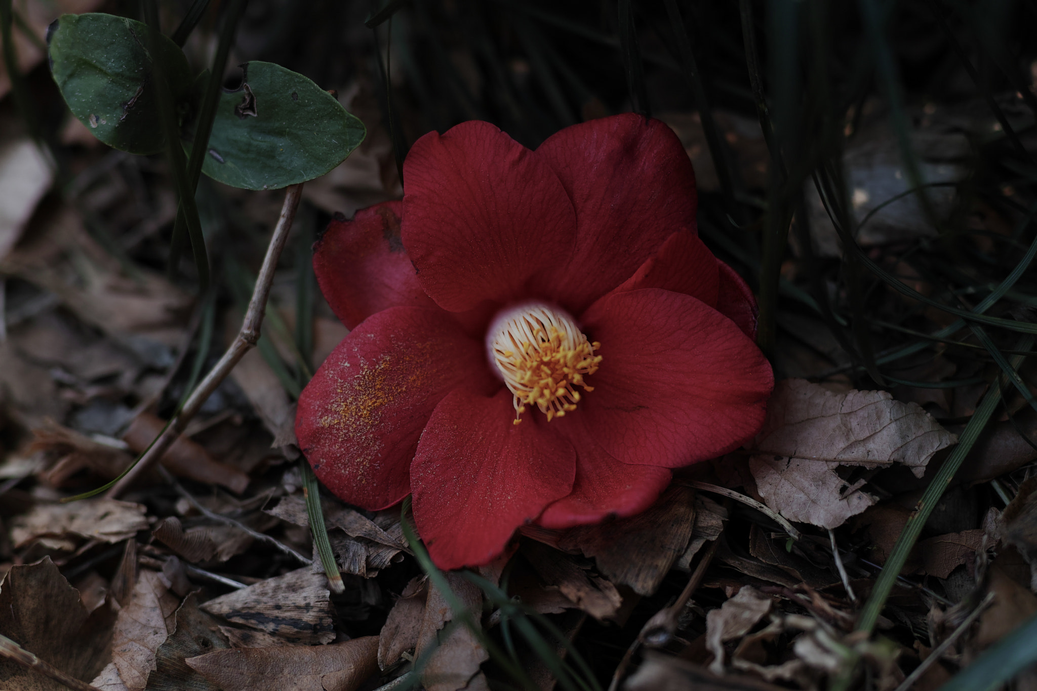 Sigma sd Quattro H sample photo. 2018042306 photography