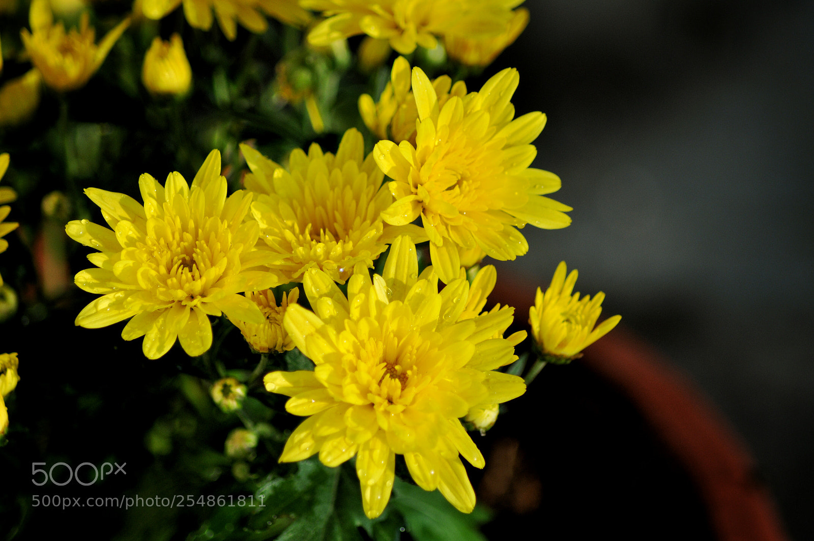 Nikon D90 sample photo. Evening flowers photography