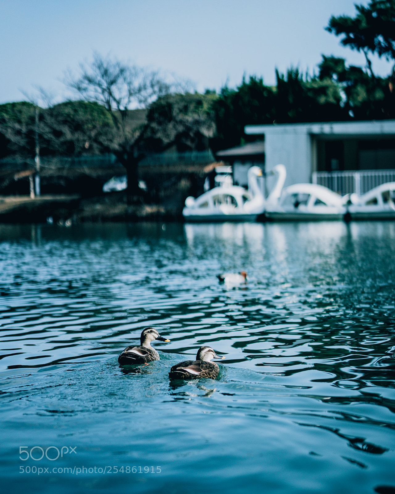 Sony a7R III sample photo. Brother of a duck photography