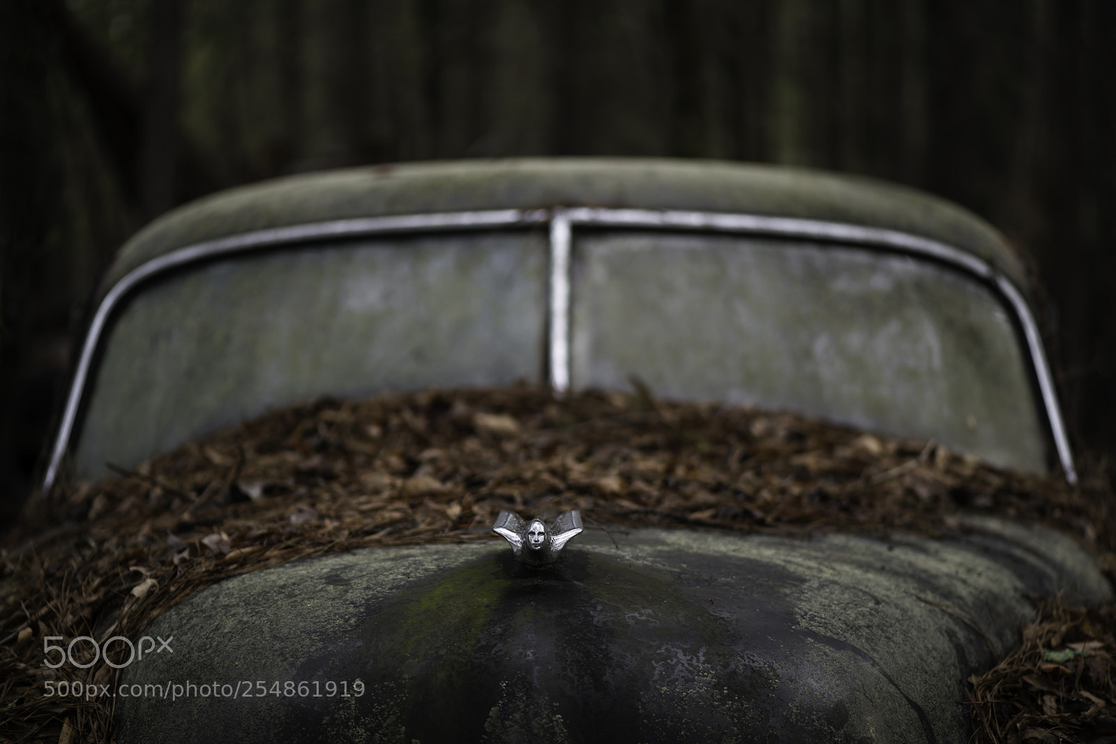 Nikon D850 sample photo. Parked in the woods... photography