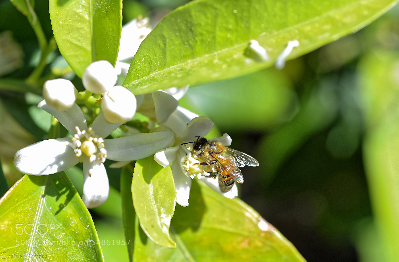 Nikon D610 sample photo. Lemon flower and bee photography