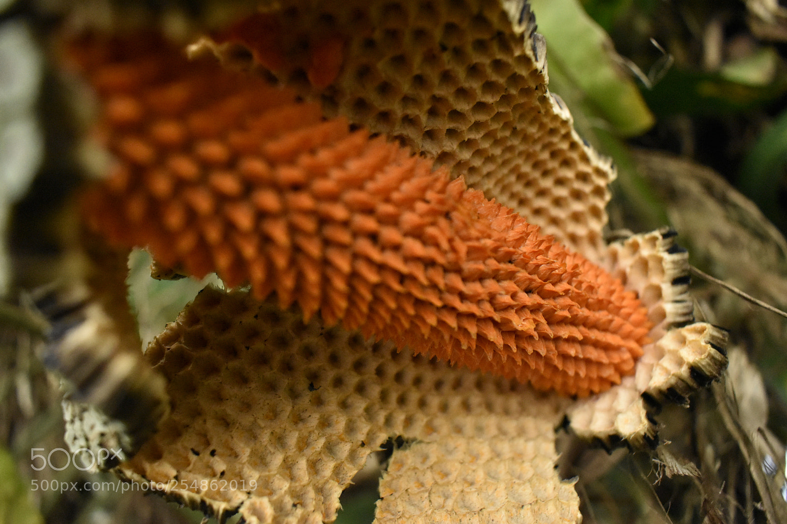 Nikon D5600 sample photo. Abstract photography