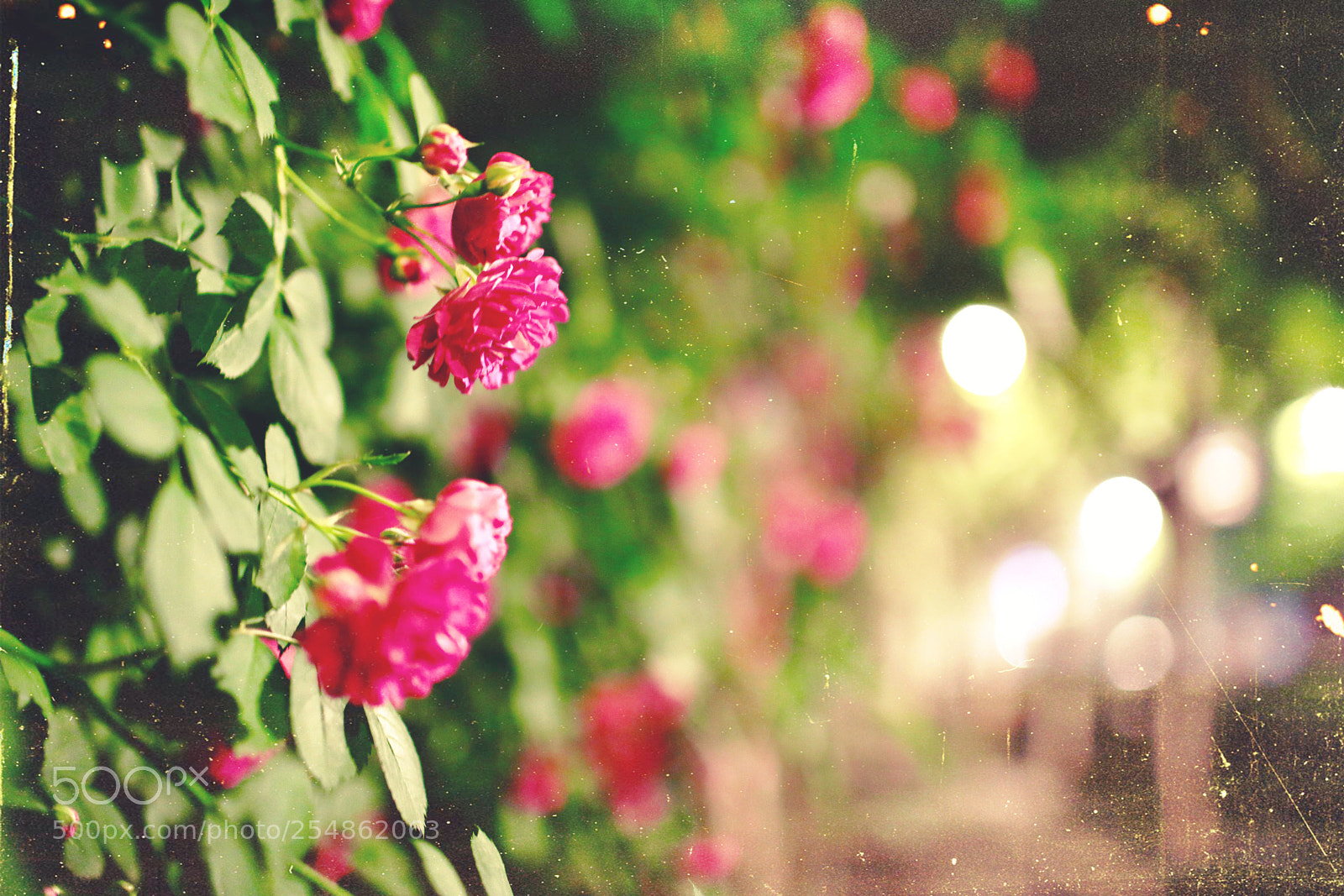 Canon EOS 5D Mark IV sample photo. Night rose 2 photography