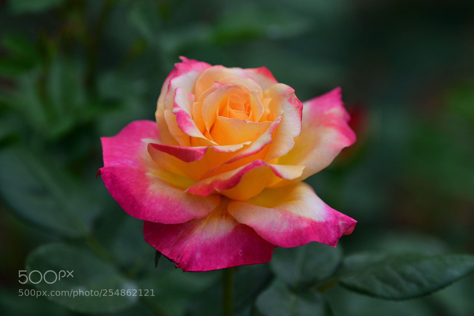 Nikon D850 sample photo. Rose photography