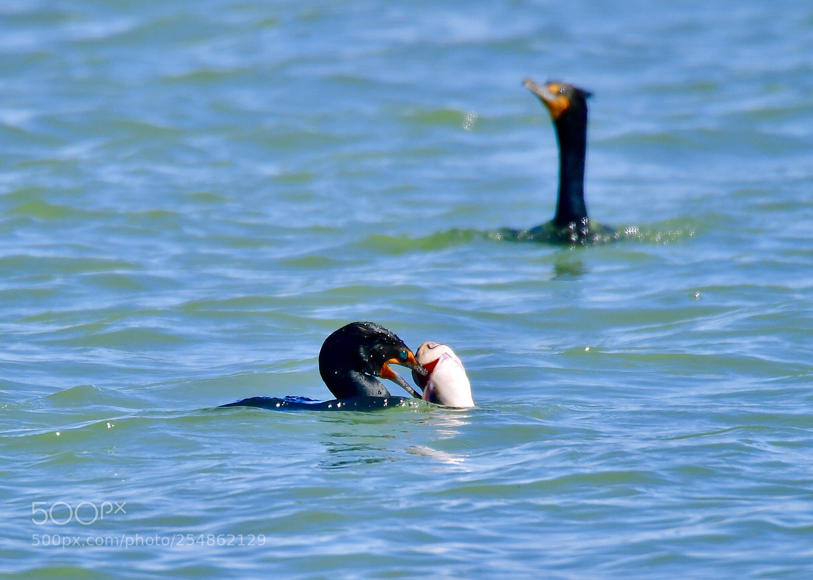 Nikon D5 sample photo. Catched-double-crested cormorant
雙冠鸕鶿 photography