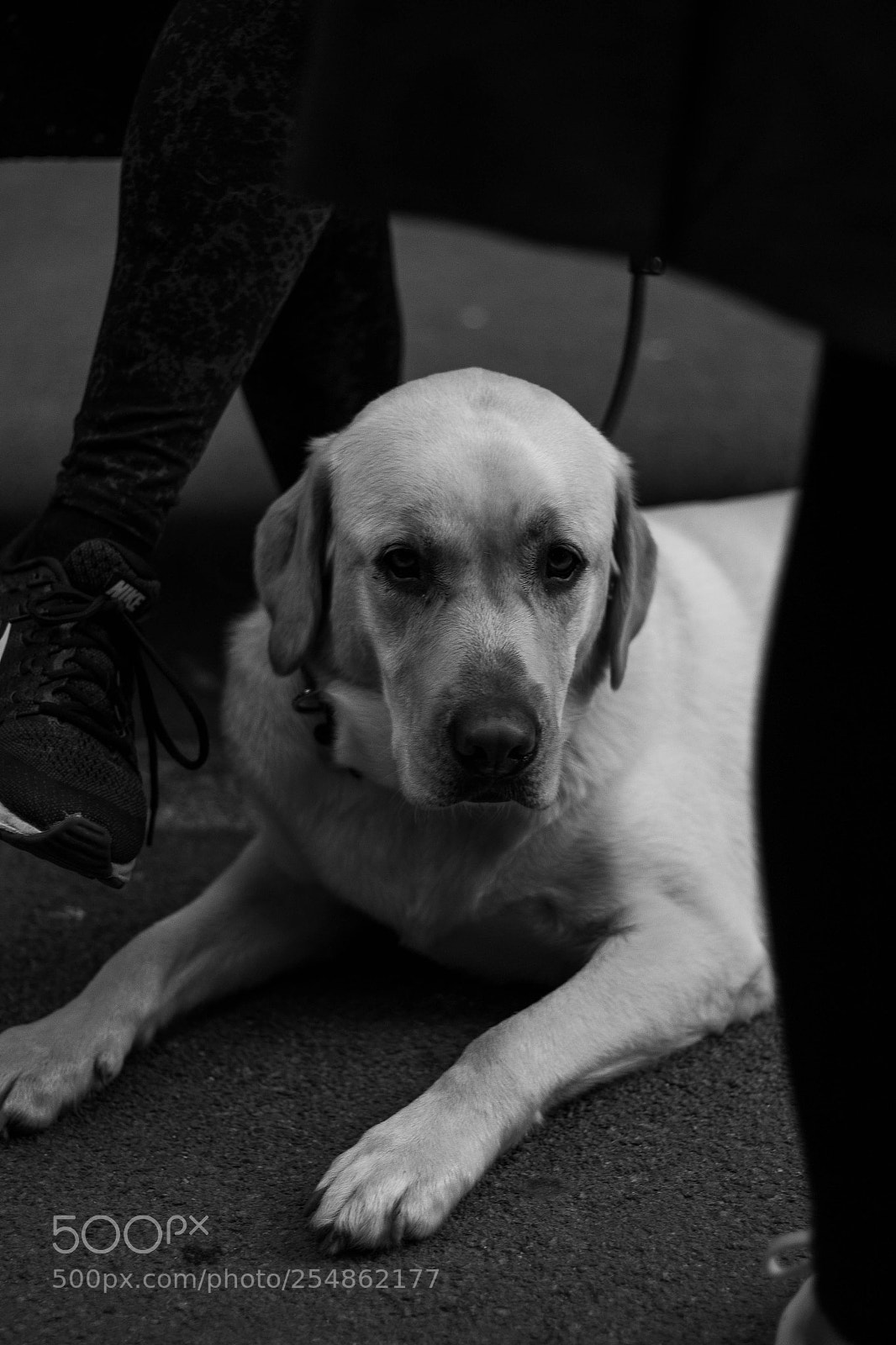 Canon EOS 100D (EOS Rebel SL1 / EOS Kiss X7) sample photo. Good boy photography