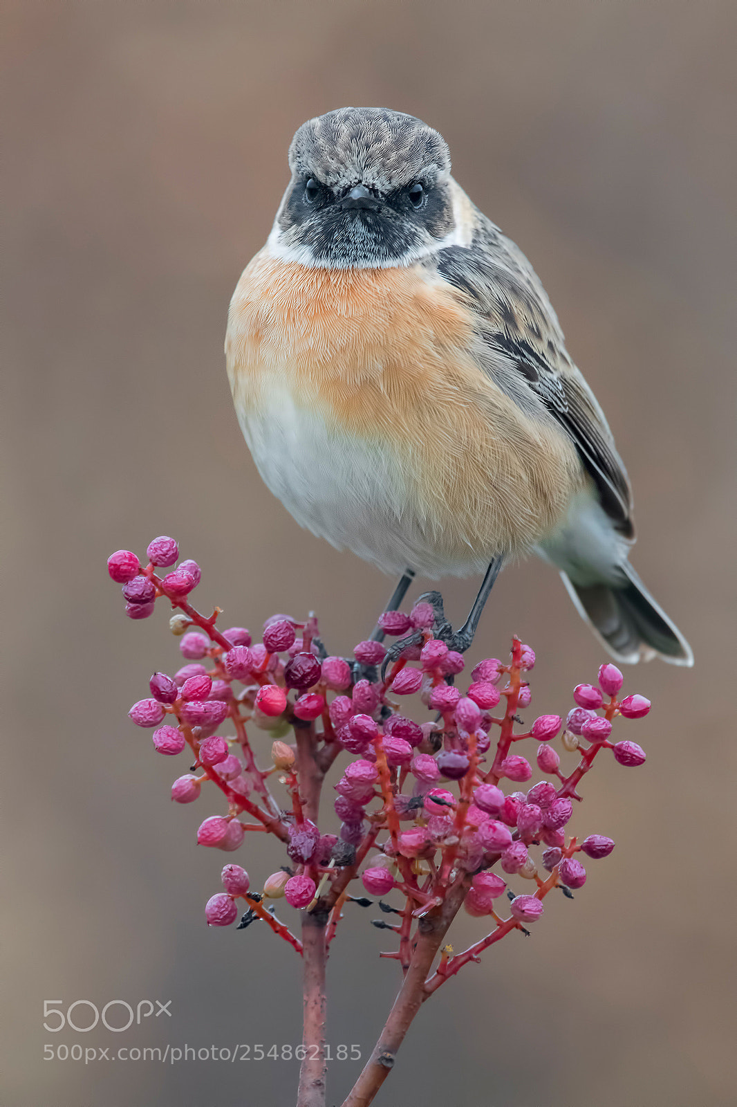 Nikon D850 sample photo. Stonechat photography