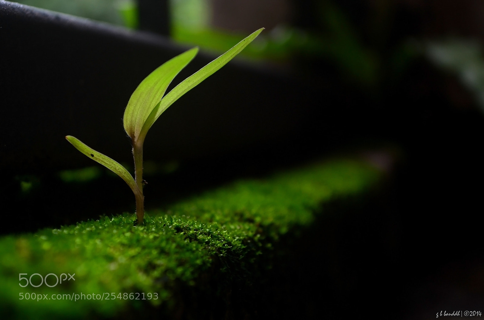 Nikon D3100 sample photo. Born photography