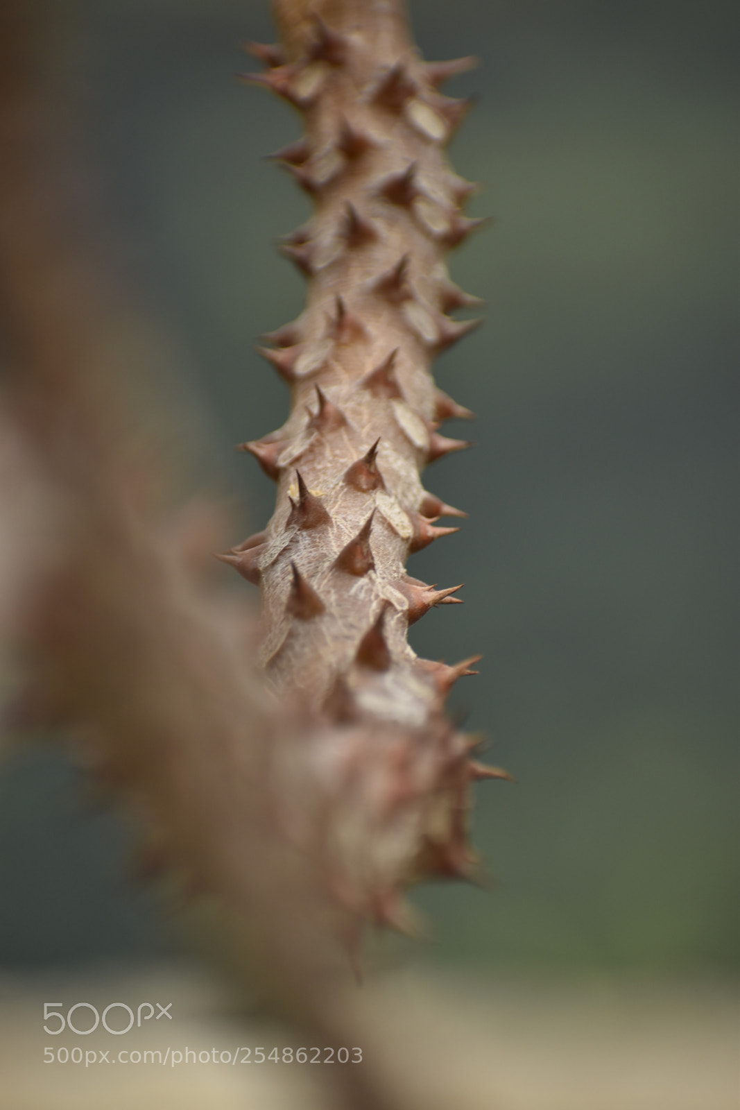 Nikon D5600 sample photo. Abstract photography