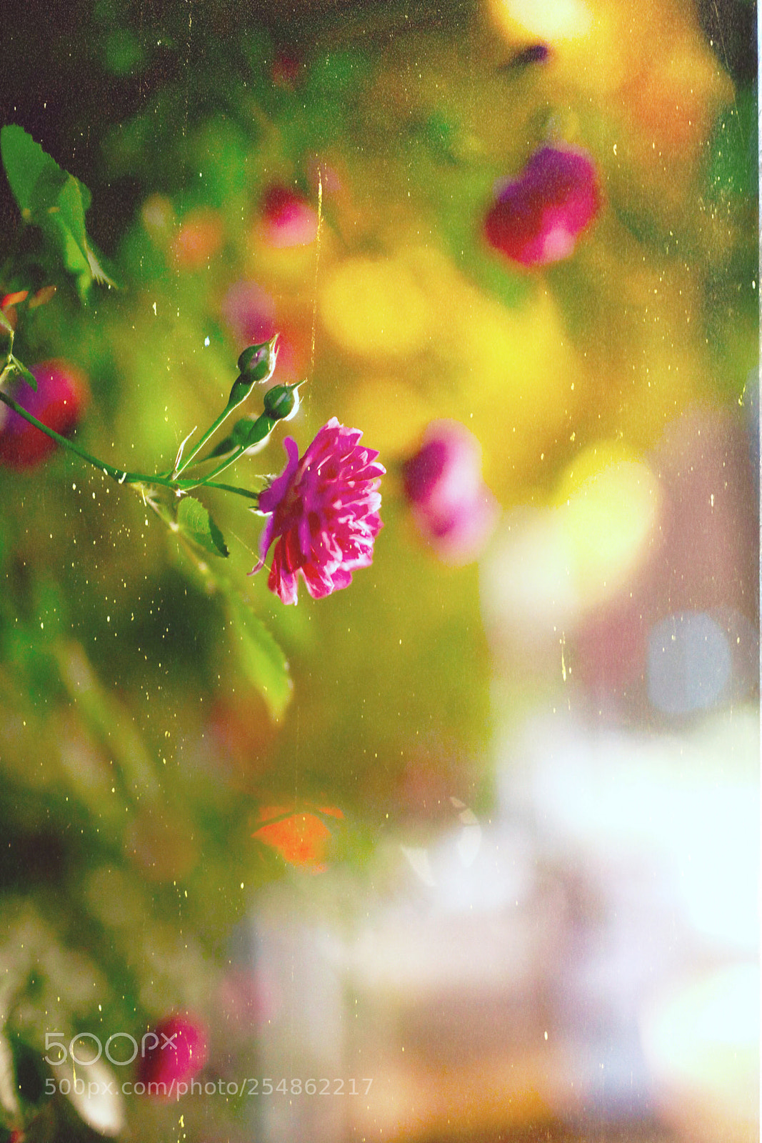 Canon EOS 5D Mark IV sample photo. Night rose 3 photography