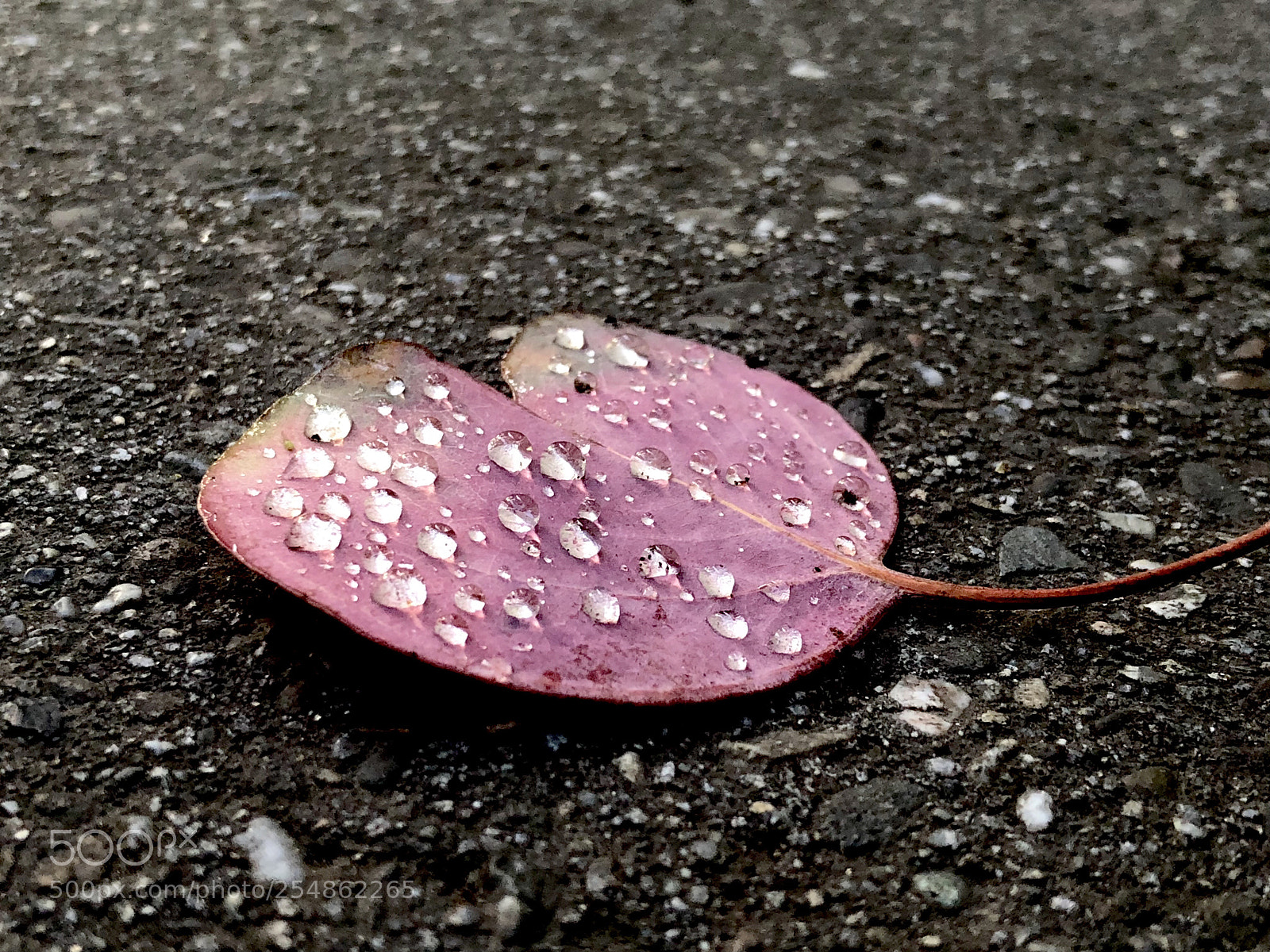 Apple iPhone X sample photo. Morning due!! photography