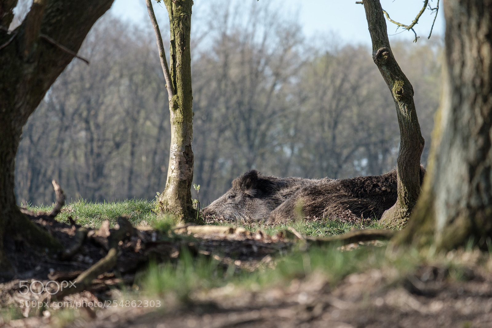 Fujifilm X-T20 sample photo. Wild boar photography