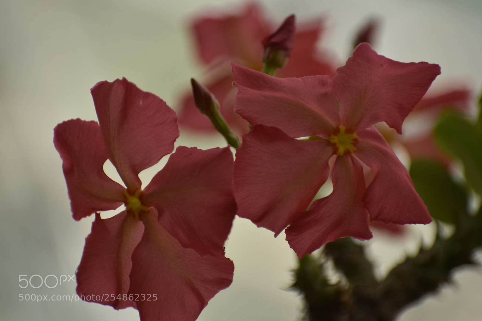 Nikon D5600 sample photo. Abstract macro photography