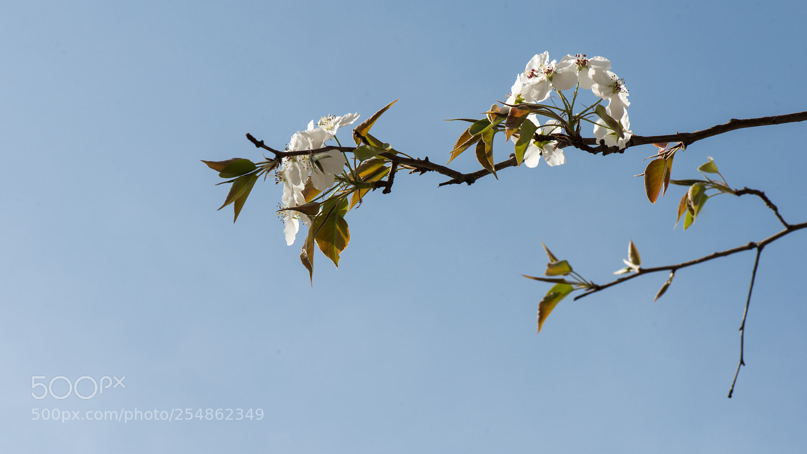Nikon D800E sample photo. Pear blossom photography