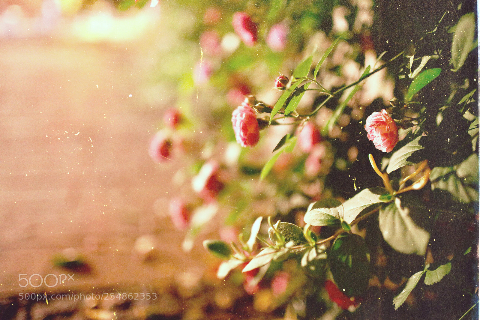 Canon EOS 5D Mark IV sample photo. Night rose 4 photography