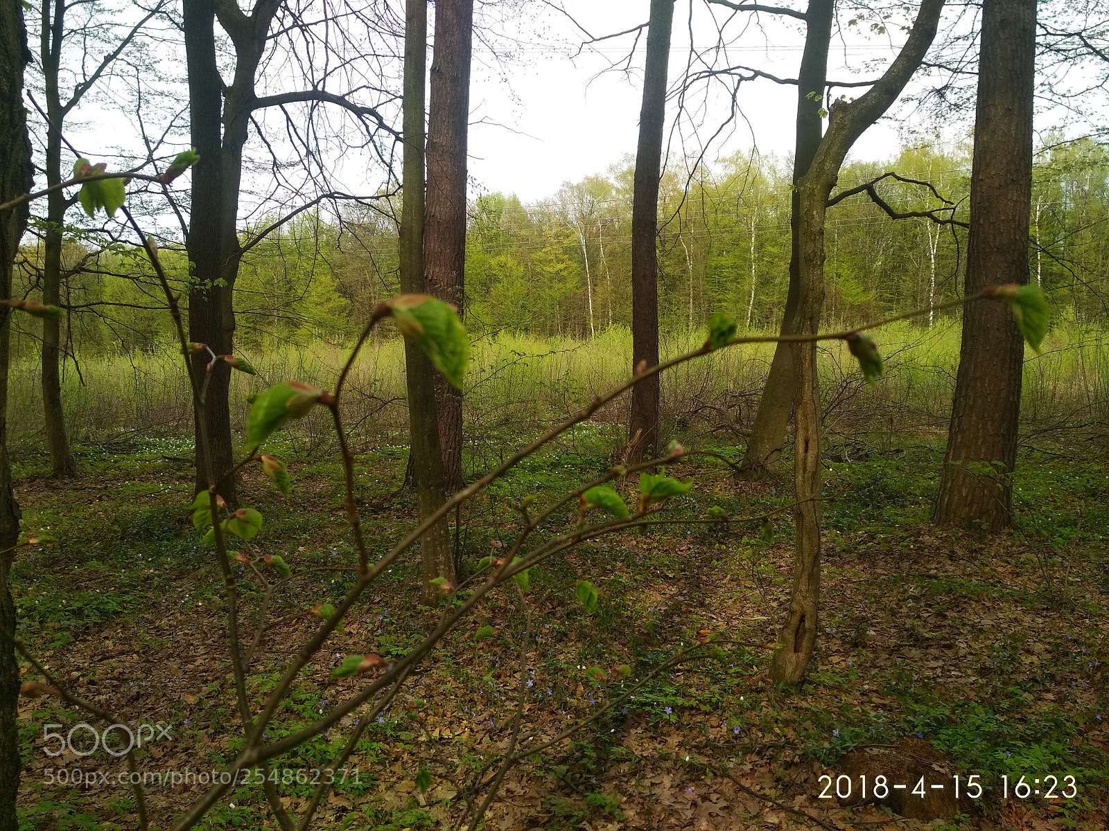 Xiaomi Redmi 4X sample photo. Untitled photography