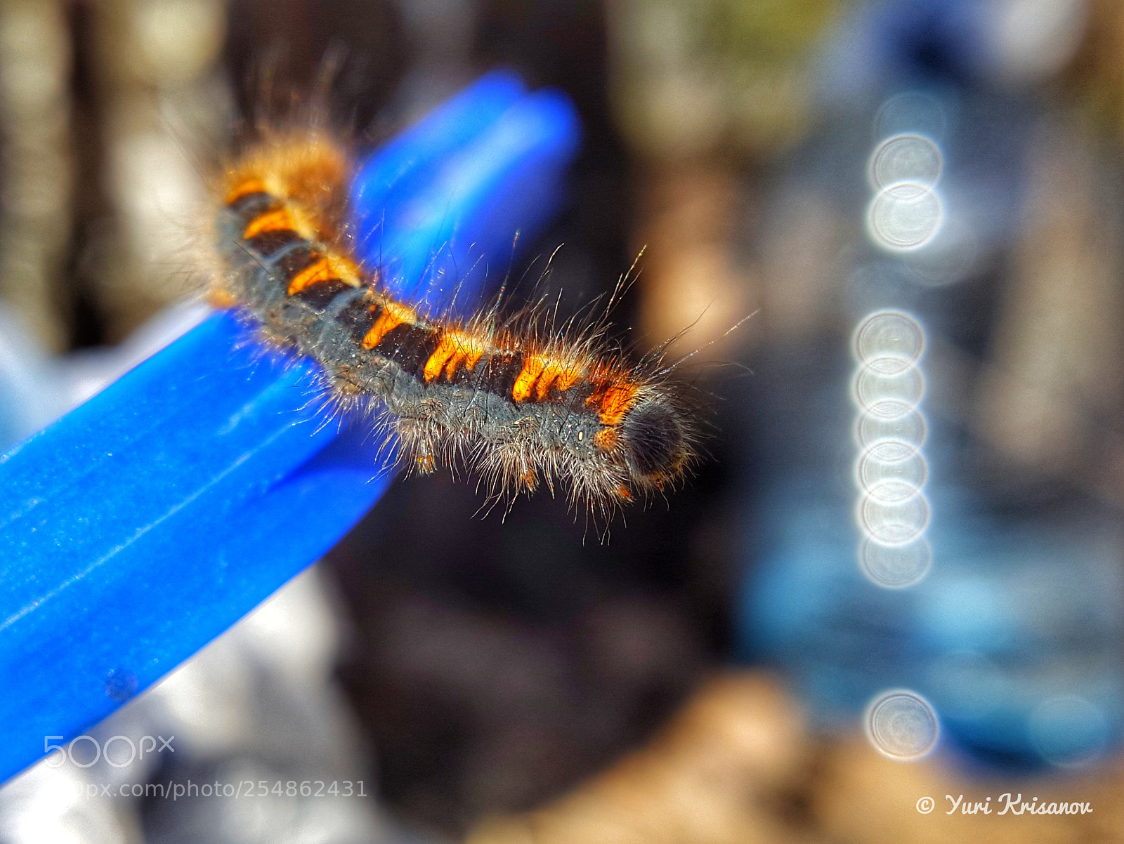 Samsung Galaxy Alpha sample photo. Spring, the first caterpillars photography
