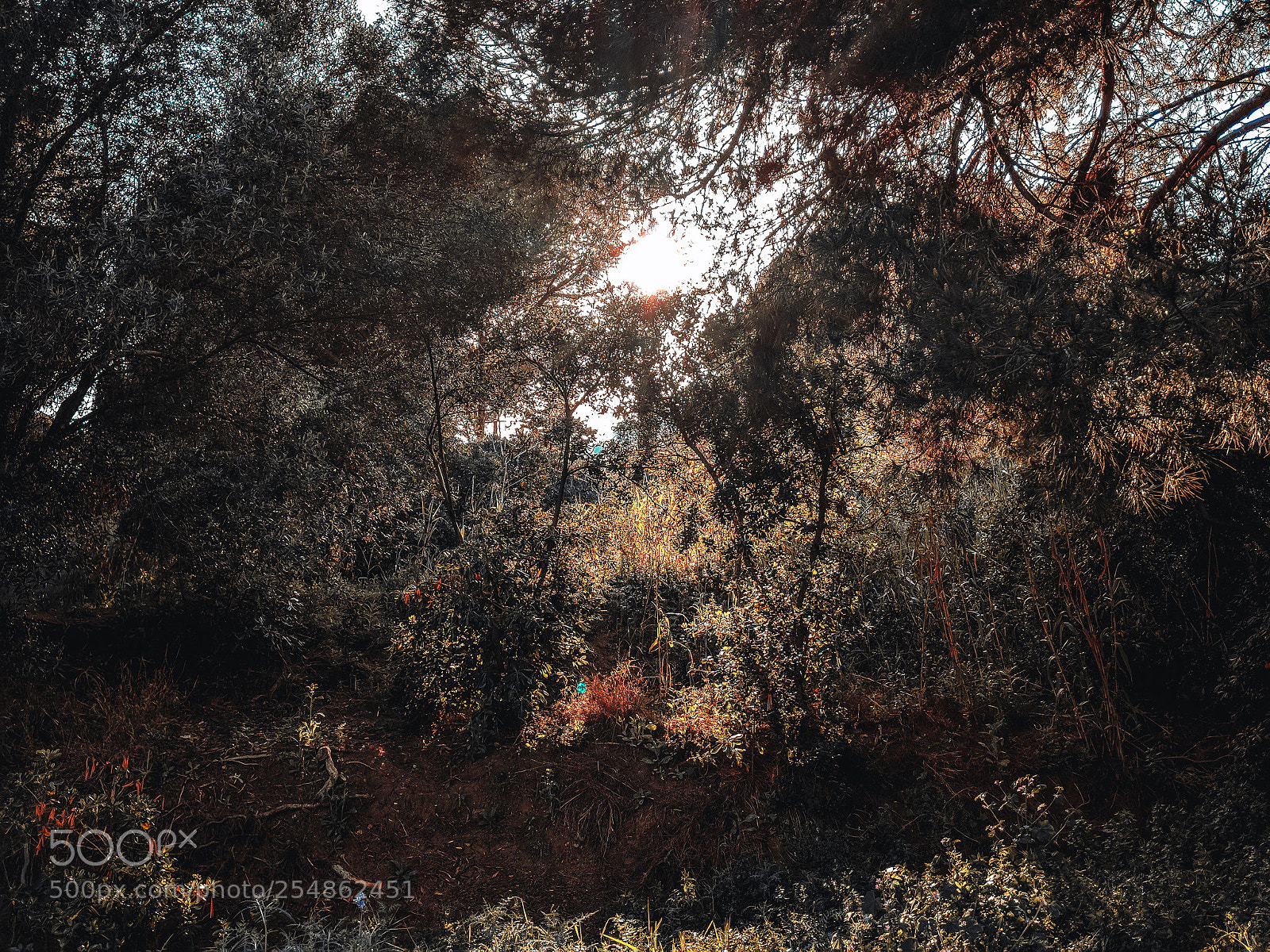 Google Pixel 2 XL sample photo. Throw the orange woods photography