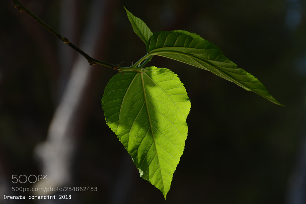 Nikon D5200 sample photo. Sole verde - green photography