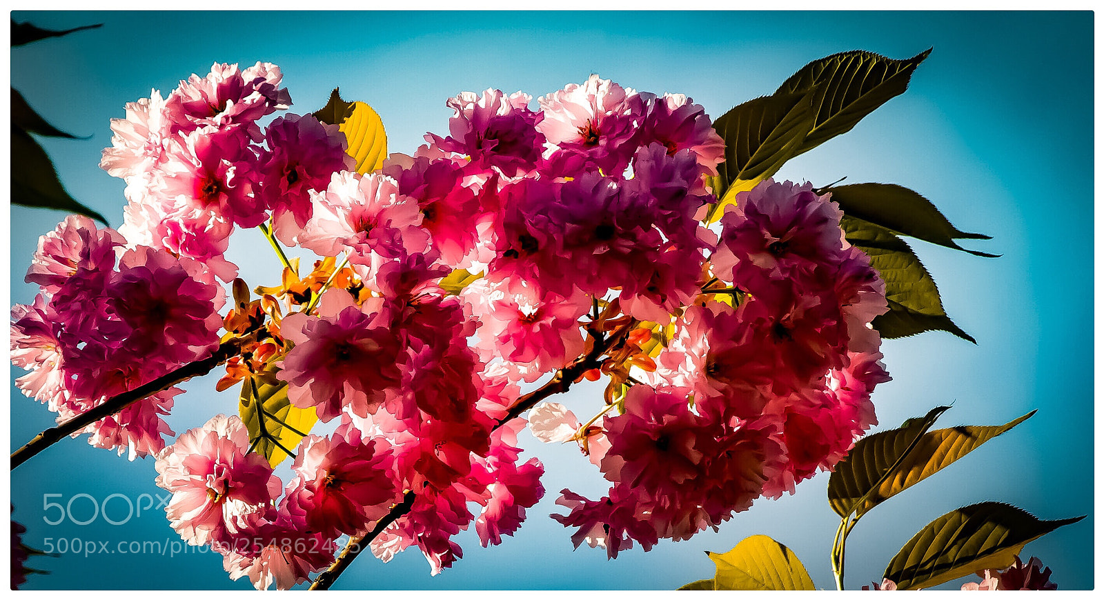 Nikon D7200 sample photo. Pink  photography