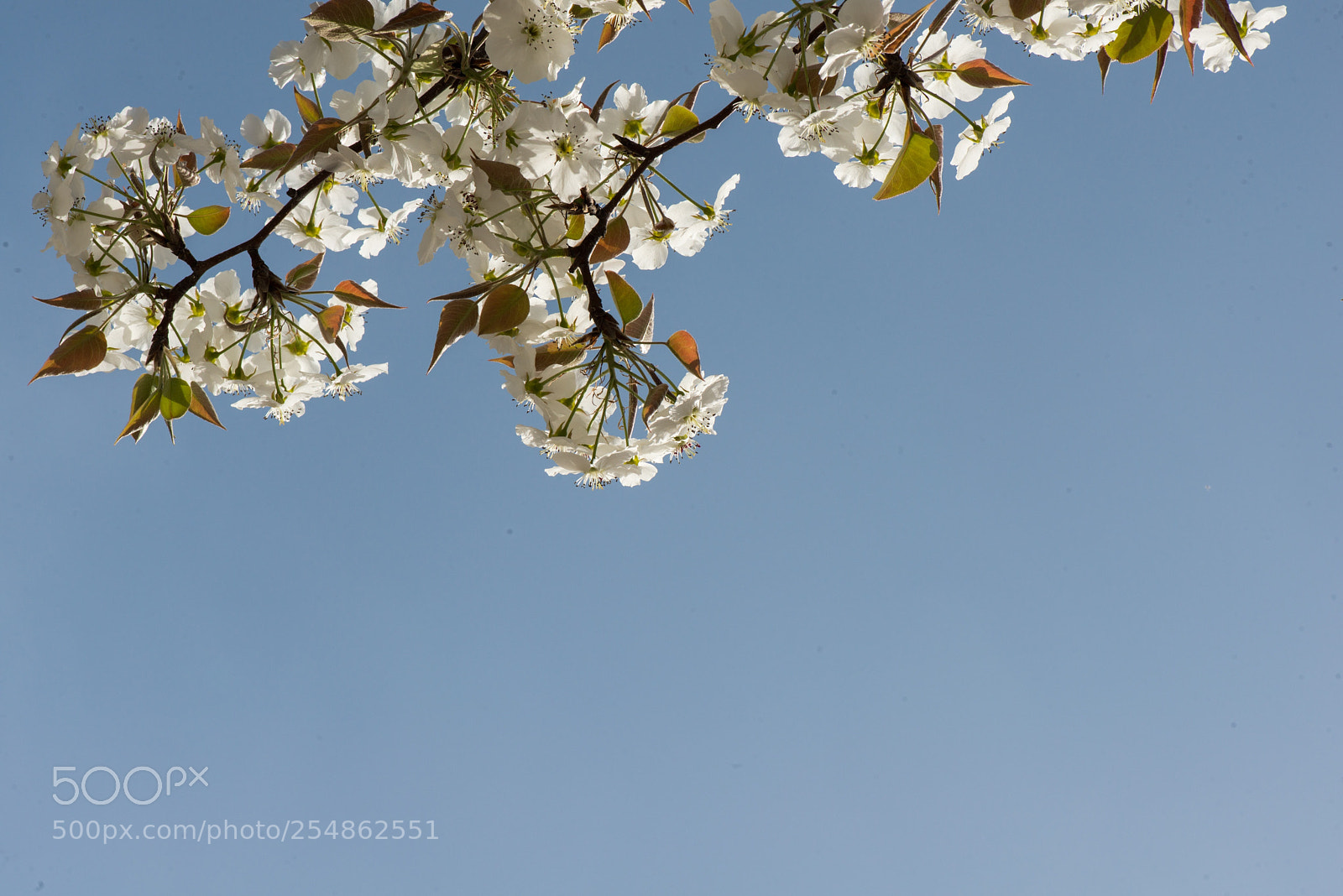 Nikon D800E sample photo. Pear blossom photography