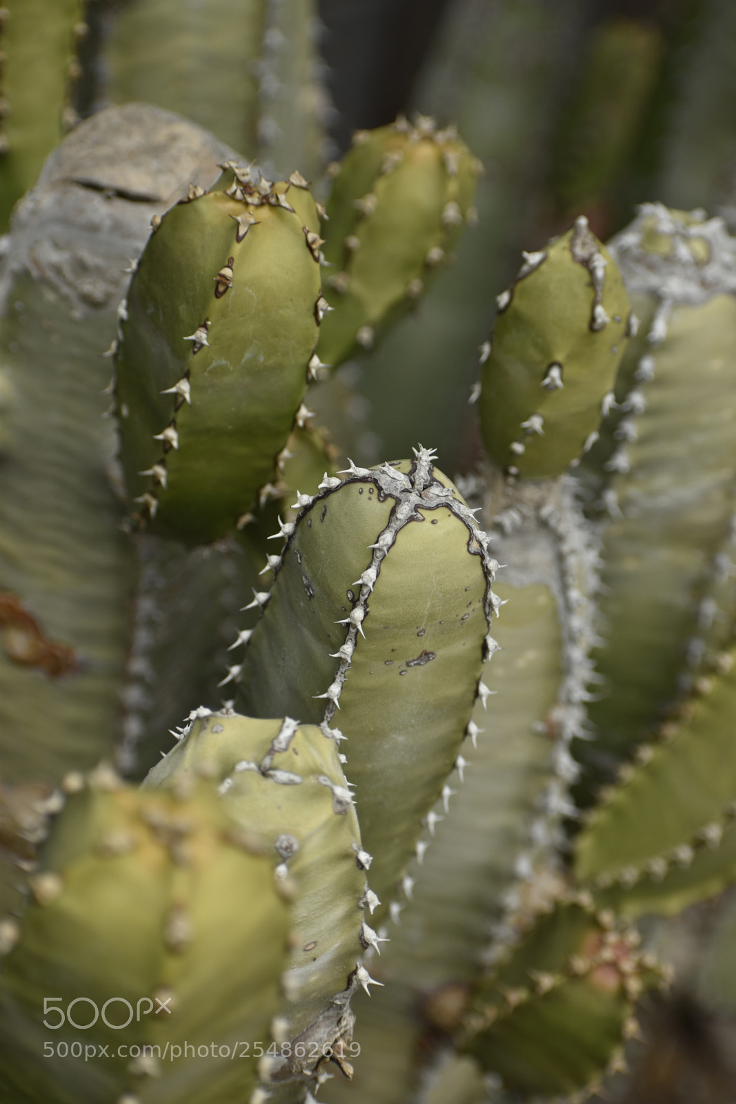 Nikon D5600 sample photo. Abstract macro photography