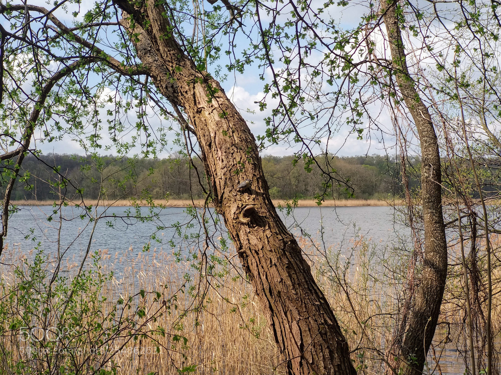 Xiaomi Mi A1 sample photo. Img_20180417_134529.jpg photography