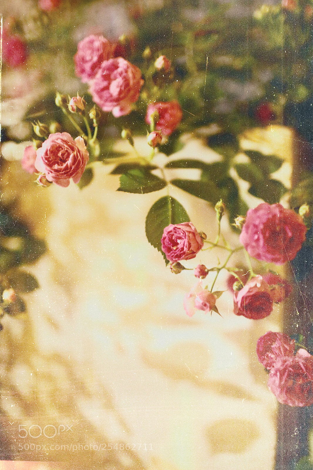 Canon EOS 5D Mark IV sample photo. Night rose 5 photography