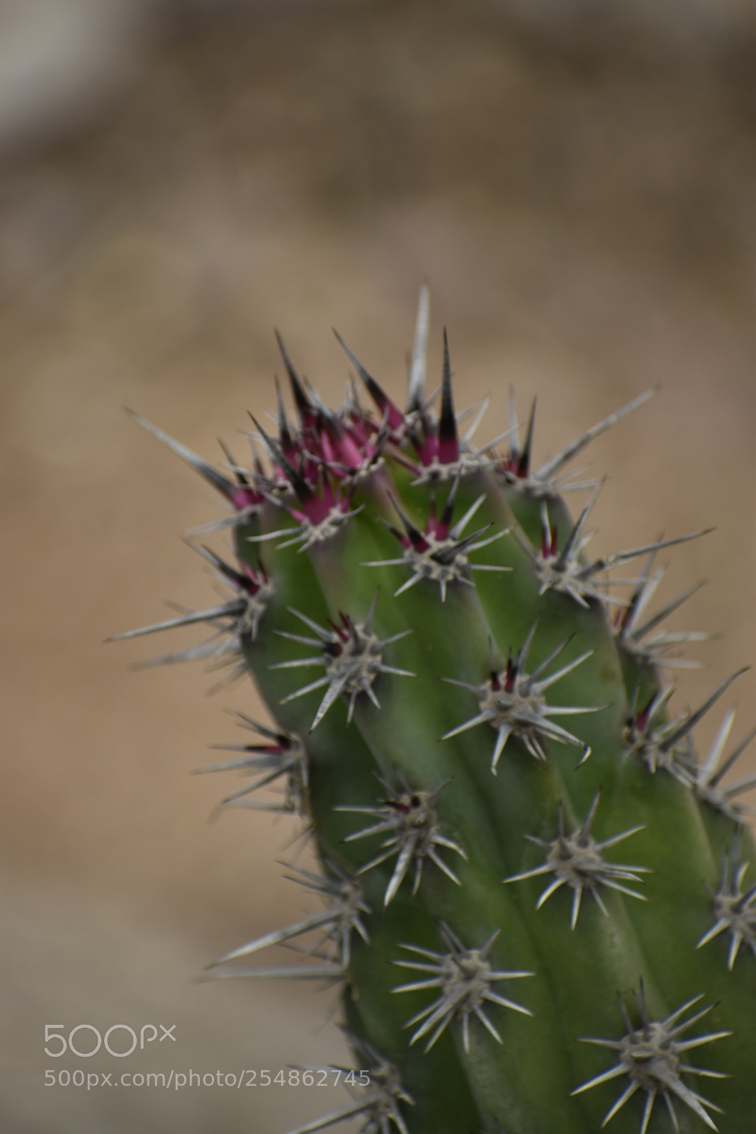 Nikon D5600 sample photo. Abstract macro photography