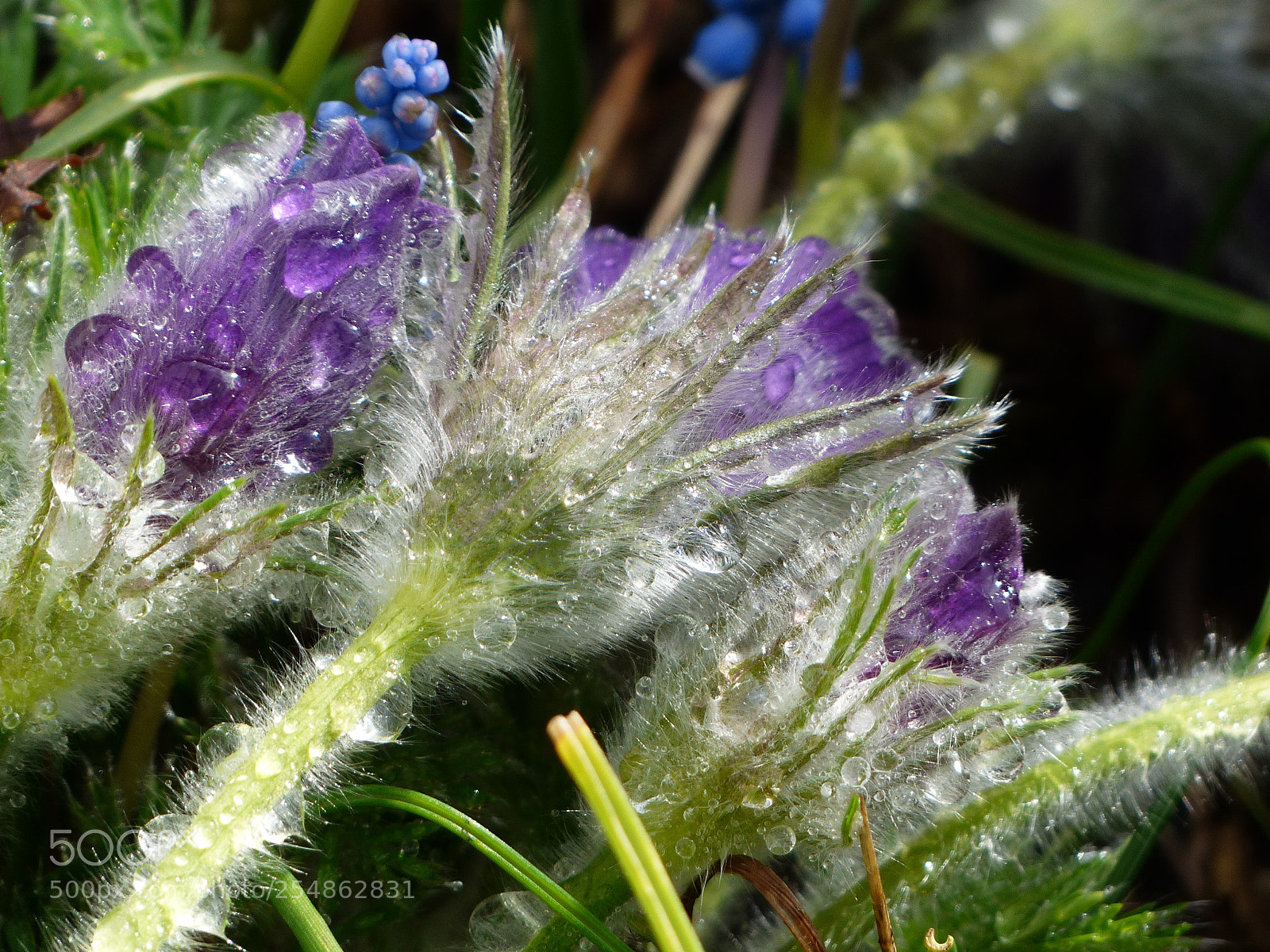 Panasonic Lumix DMC-FZ200 sample photo. Pearls photography