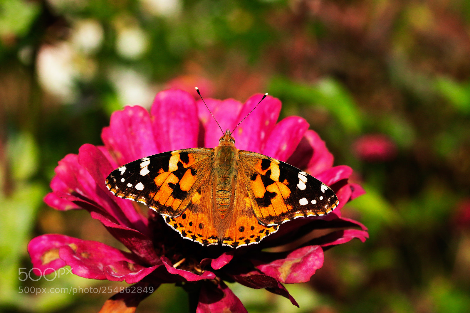 Canon EOS 70D sample photo. Untitled photography